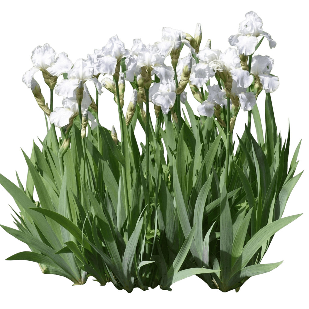 Speeding Again German Iris (Iris Germanica 'Speeding Again') - Perennials