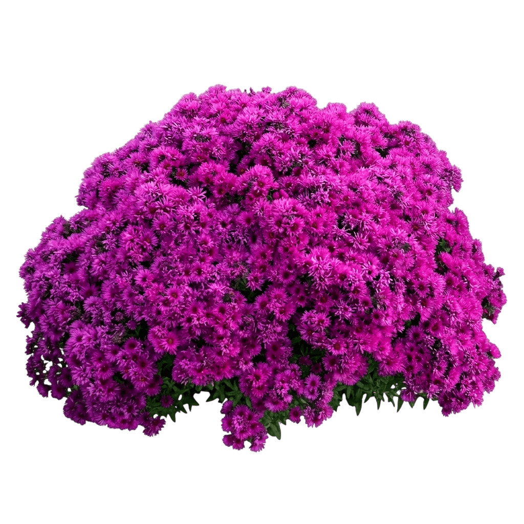 Fall Aster 'Wood' (Aster Novae-Angliae S Pink 'Wood') - Perennials