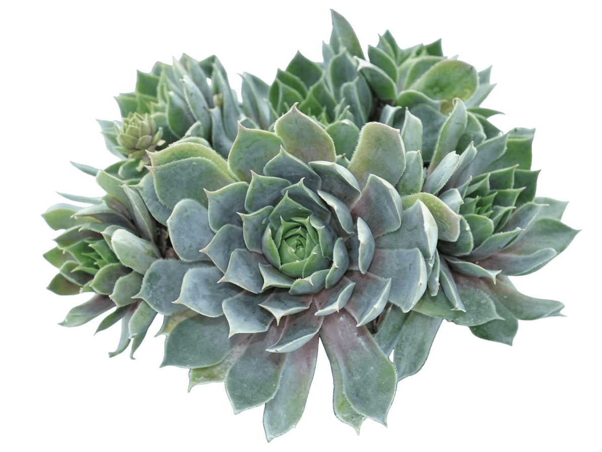 Pacific Blue Ice Hens And Chicks (Sempervivum 'Pacific Blue Ice') - Succulents