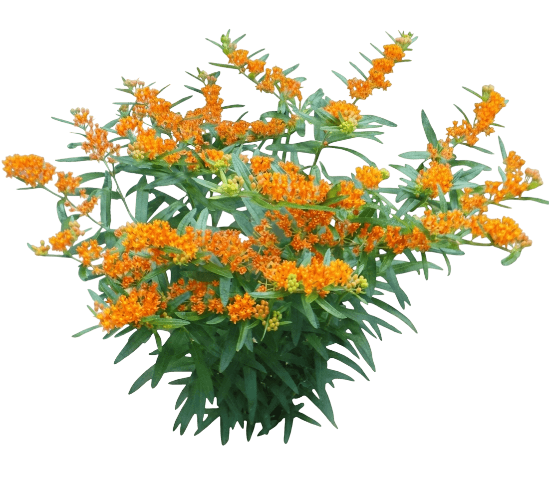 Gay Butterflies Butterfly Weed (Asclepias Tuberosa 'Gay Butterflies') - Perennials