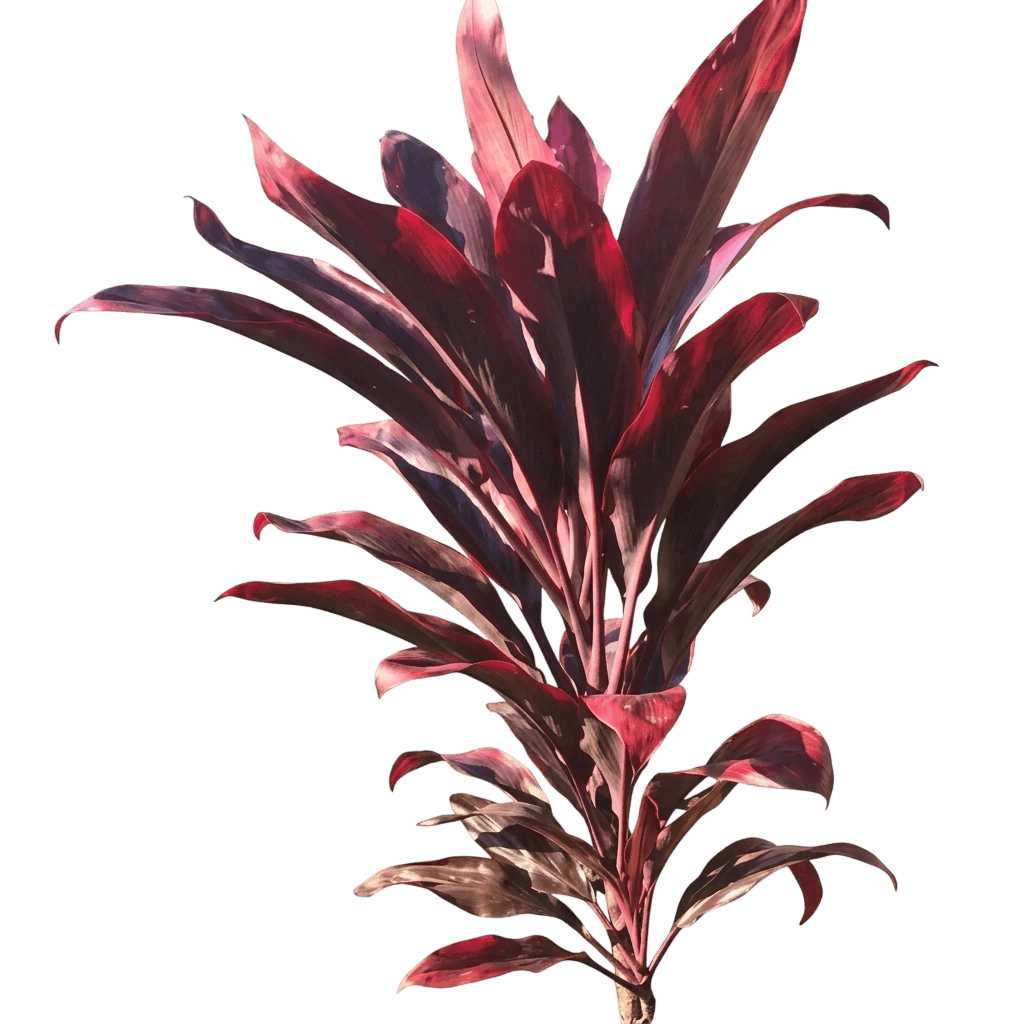 John Klass Red (Cordyline Fruticosa 'John Klass Red') - Ground Layers