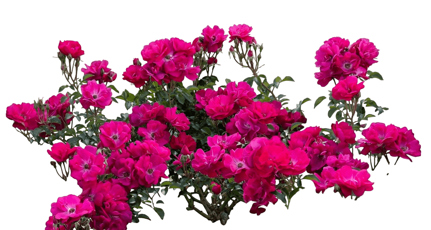 Nitty Gritty Pink Rose (Rosa 'Ruiri0126A') - Ground Layers