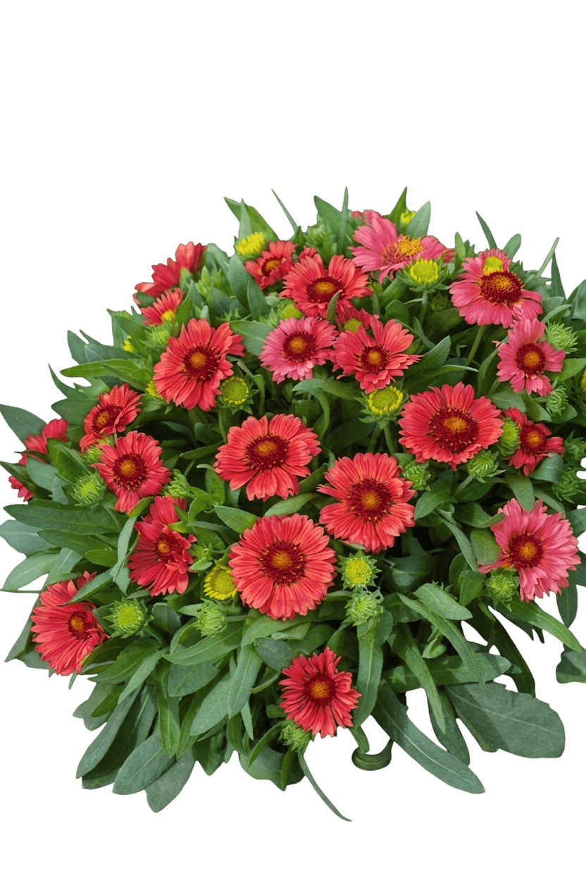 Arizona Red Blanket Flower (Gaillardia X Grandiflora 'Arizona Red Shades') - Perennials
