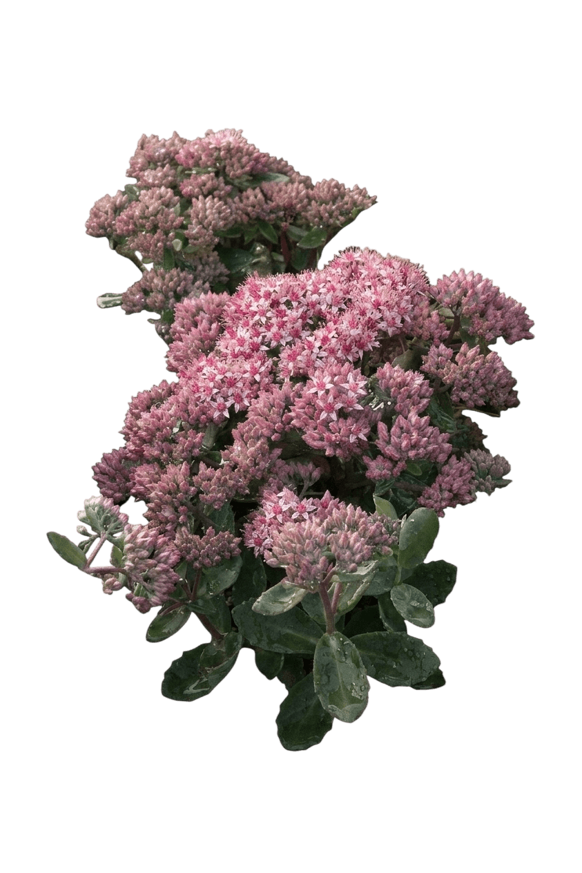 Evolution Emerald Ice Stonecrop (Sedum 'Tnsedeei') - Perennials