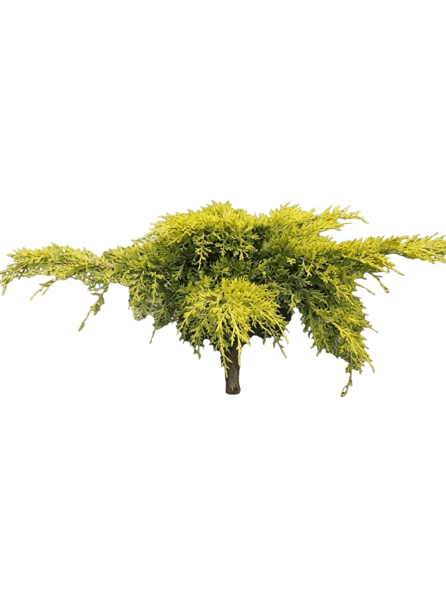 Old Gold Juniper Bush (Juniperus X Pfitzeriana Var. X Pfitzeriana 'Old Gold') - Shrubs