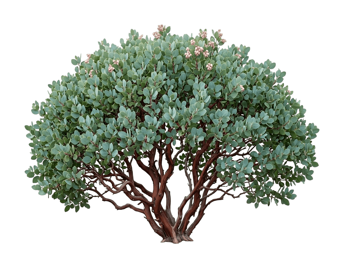 Sunset Manzanita (Arctostaphylos 'Sunset') - Ground Layers
