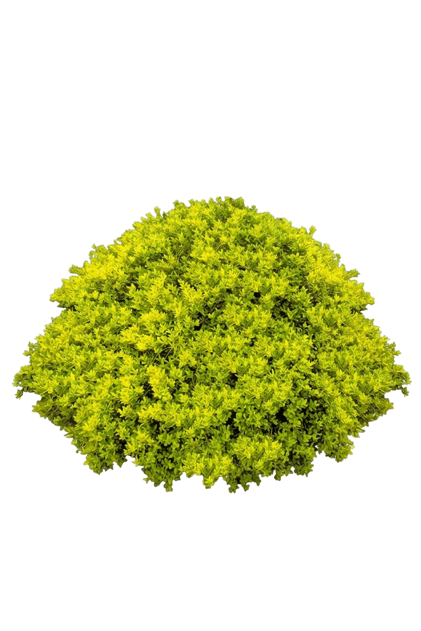 Glow Pop Japanese Holly (Ilex Crenata Var. Crenata 'Ncic1') - Shrubs