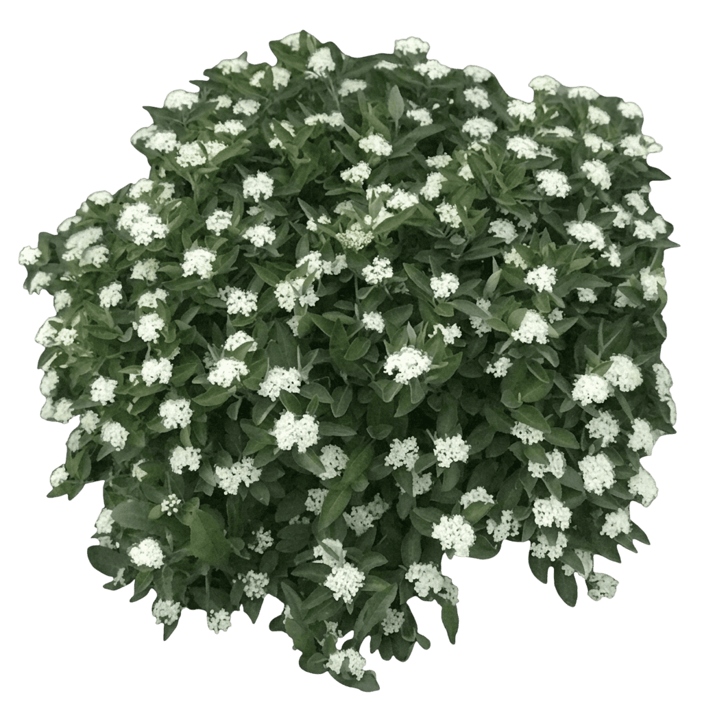 Mini Man Dwarf Manchurian Viburnum (Viburnum Burejaeticum 'P017S') - Ground Layers