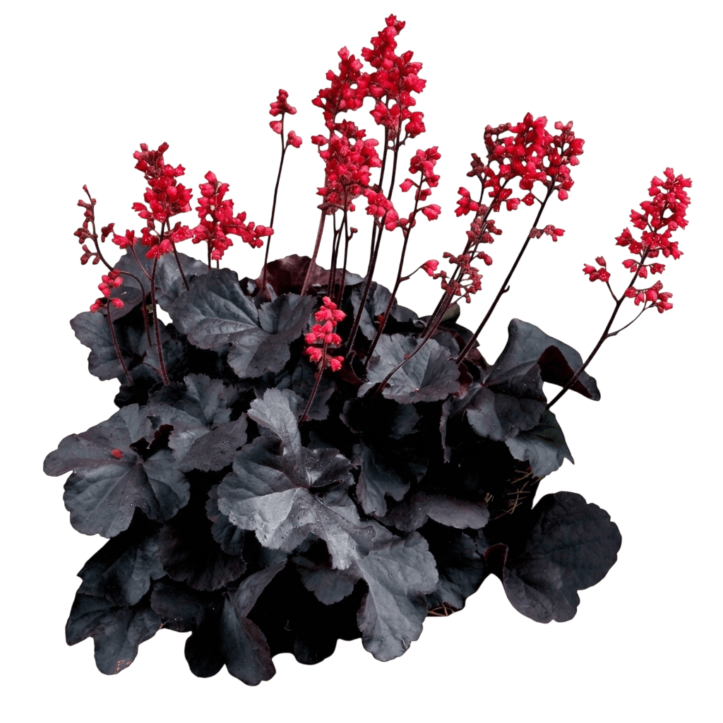 Black Forest Cake Coral Bells (Heuchera 'Black Forest Cake') - Perennials
