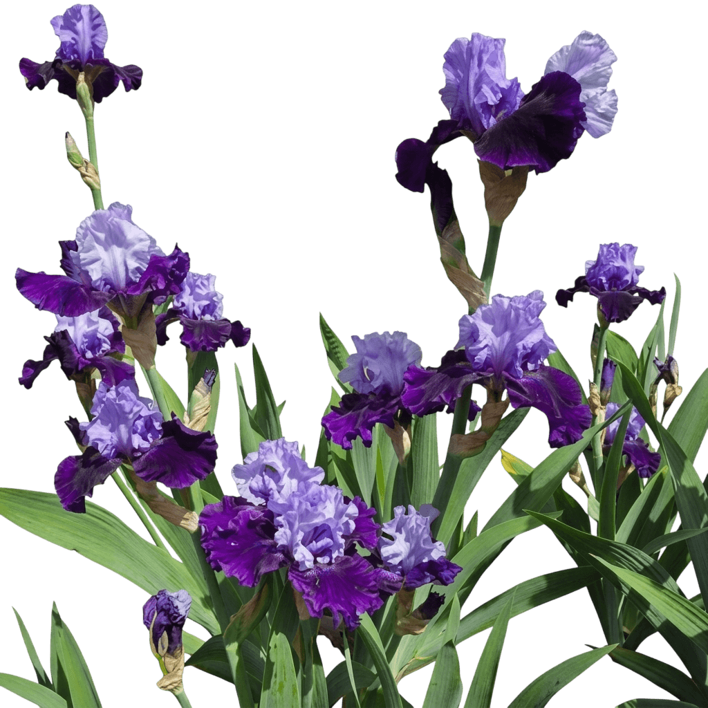 Bearded Iris, 'Whale'S Tale' (Iris Germanica S Tale 'Whale') - Perennials