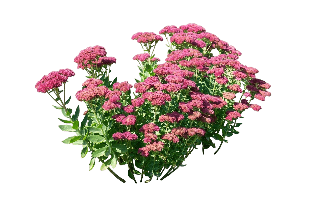 Evolution Purple Crush Stonecrop (Sedum 'Tnsedepc') - Succulents