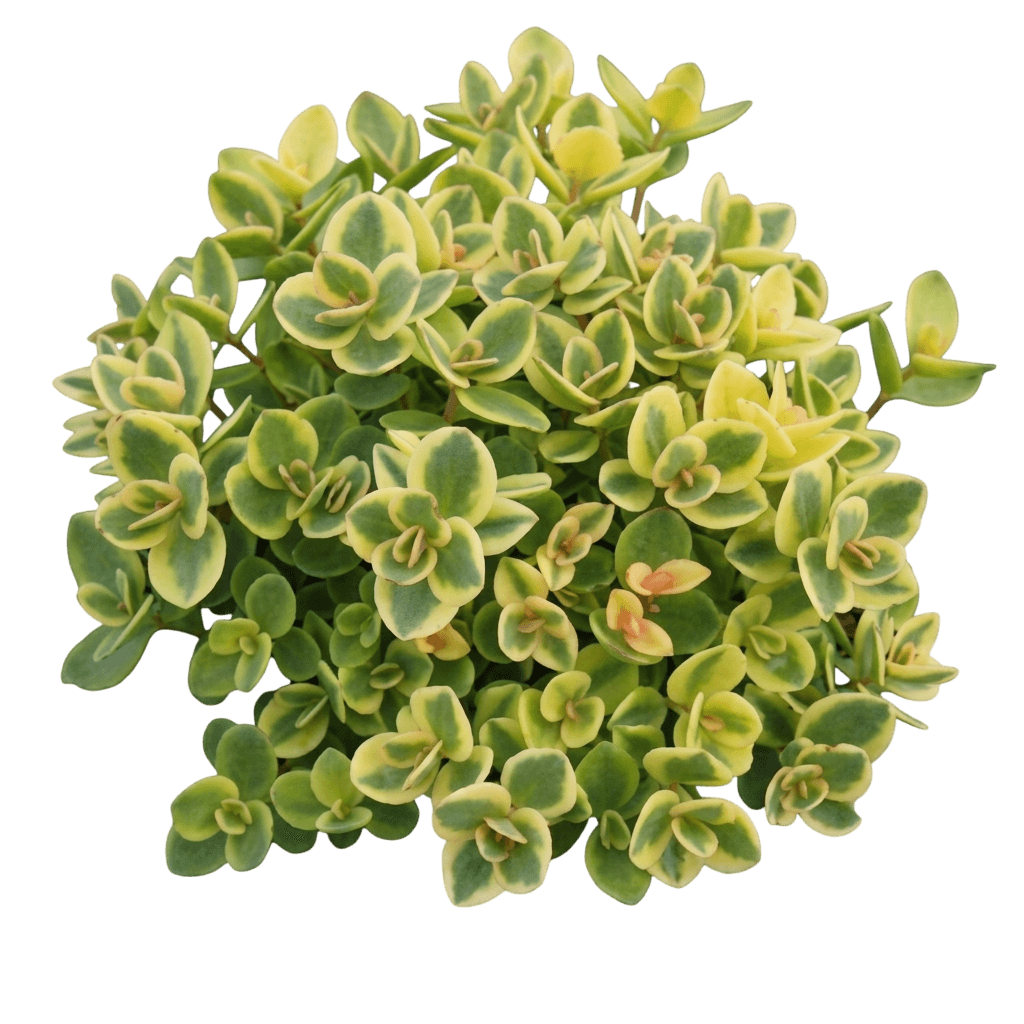 Stonecrop, 'Sunsparkler Lime Twister' (Sedum 'Sunsparkler Lime Twister') - Perennials