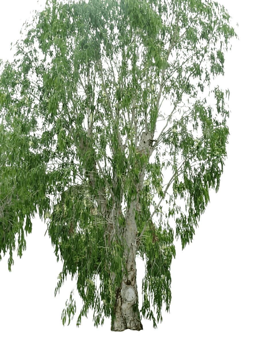 Weeping Tea Tree (Melaleuca Leucadendron Fine Leaf 'Weeping Tea Tree') - Evergreen Trees