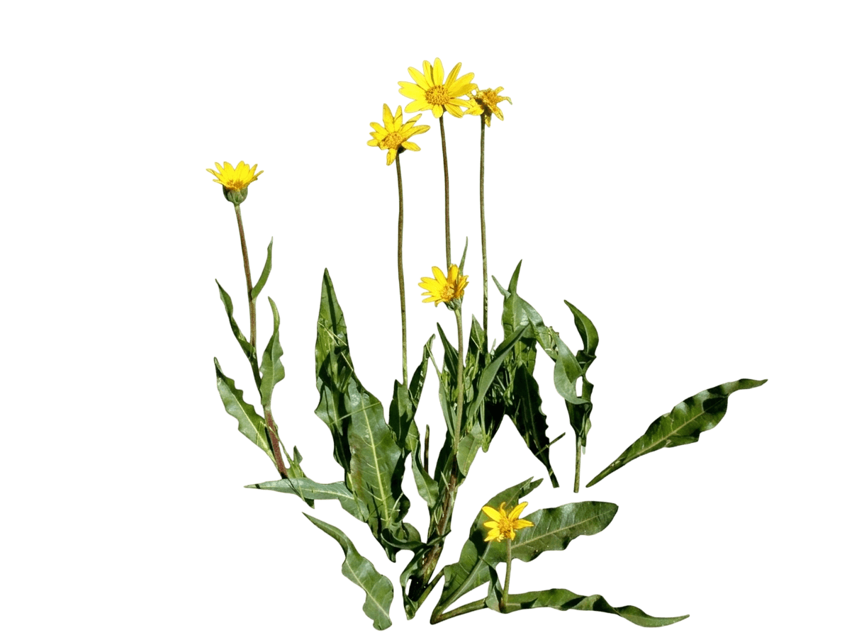 narrow leaf mule ears (Wyethia Angustifolia) - Perennials