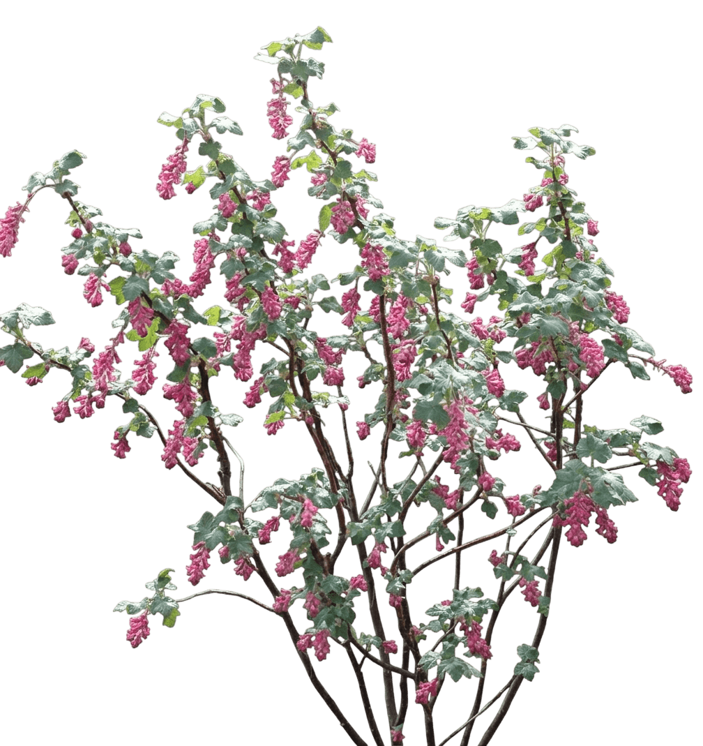 chaparral currant (Ribes Malvaceum) - Shrubs
