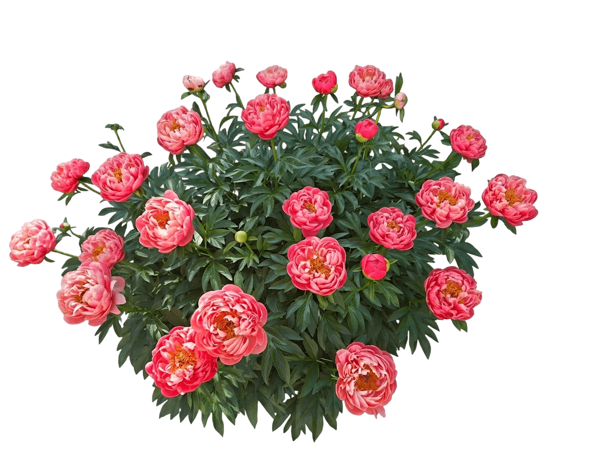 Coral Charm Peony (Paeonia X 'Coral Charm') - Perennials