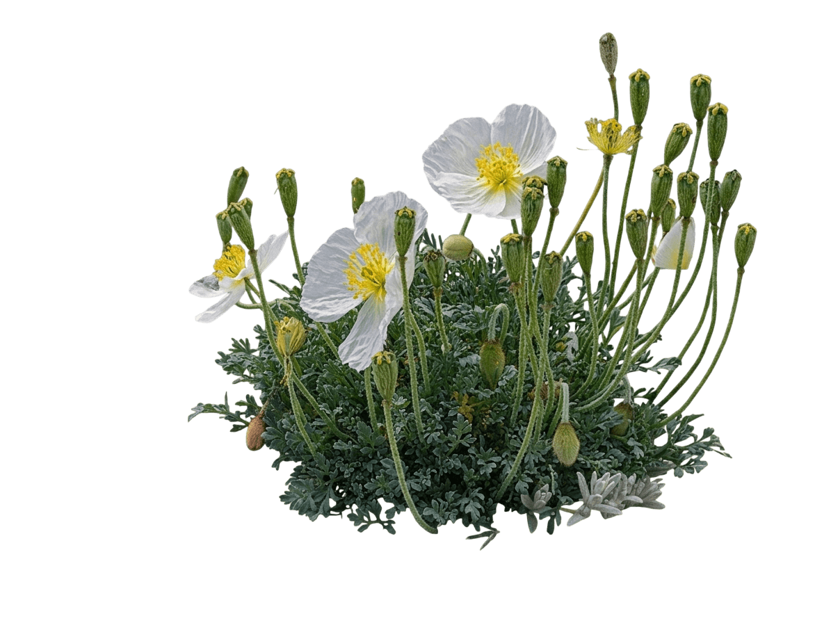 Poppy, Alpine (Papaver Alpinum) - Perennials