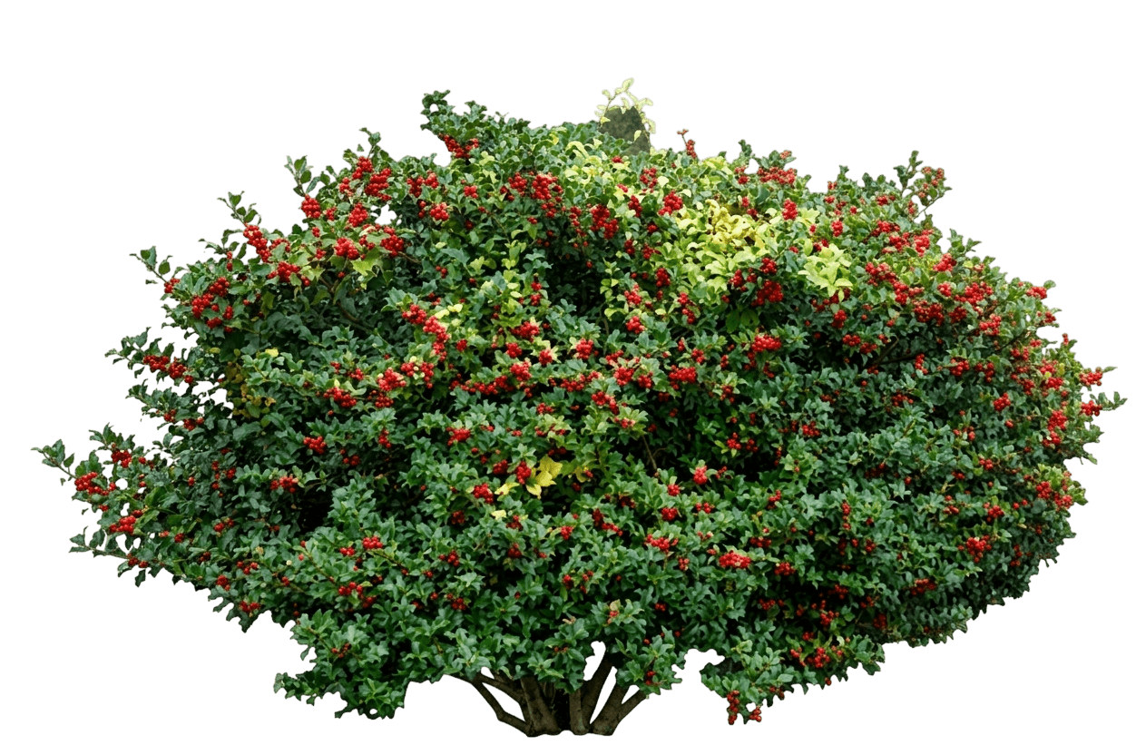 Castle Keep® Blue Holly (Ilex X Meserveae Var. X Meserveae 'Smnifa') - Shrubs