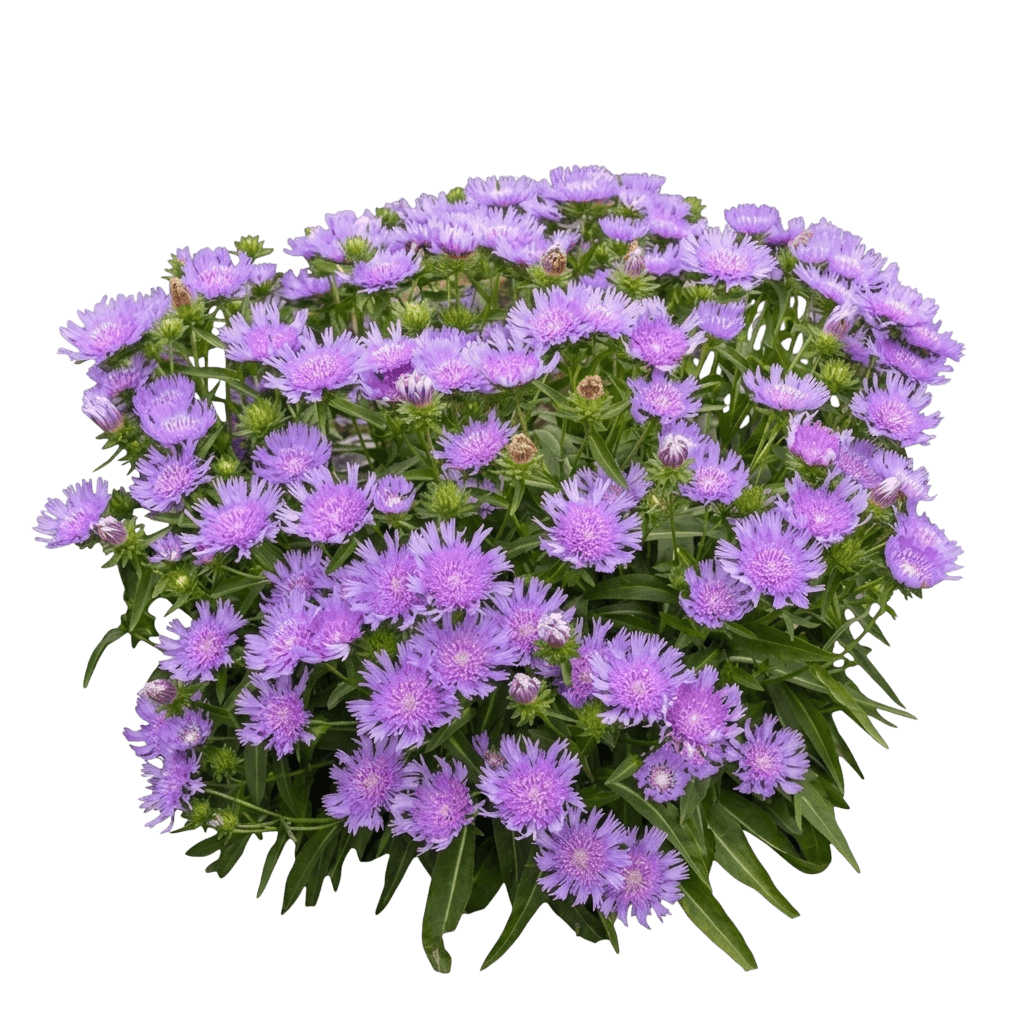 Honeysong Purple Stokes Aster (Stokesia Laevis Var. Laevis 'Honeysong') - Perennials