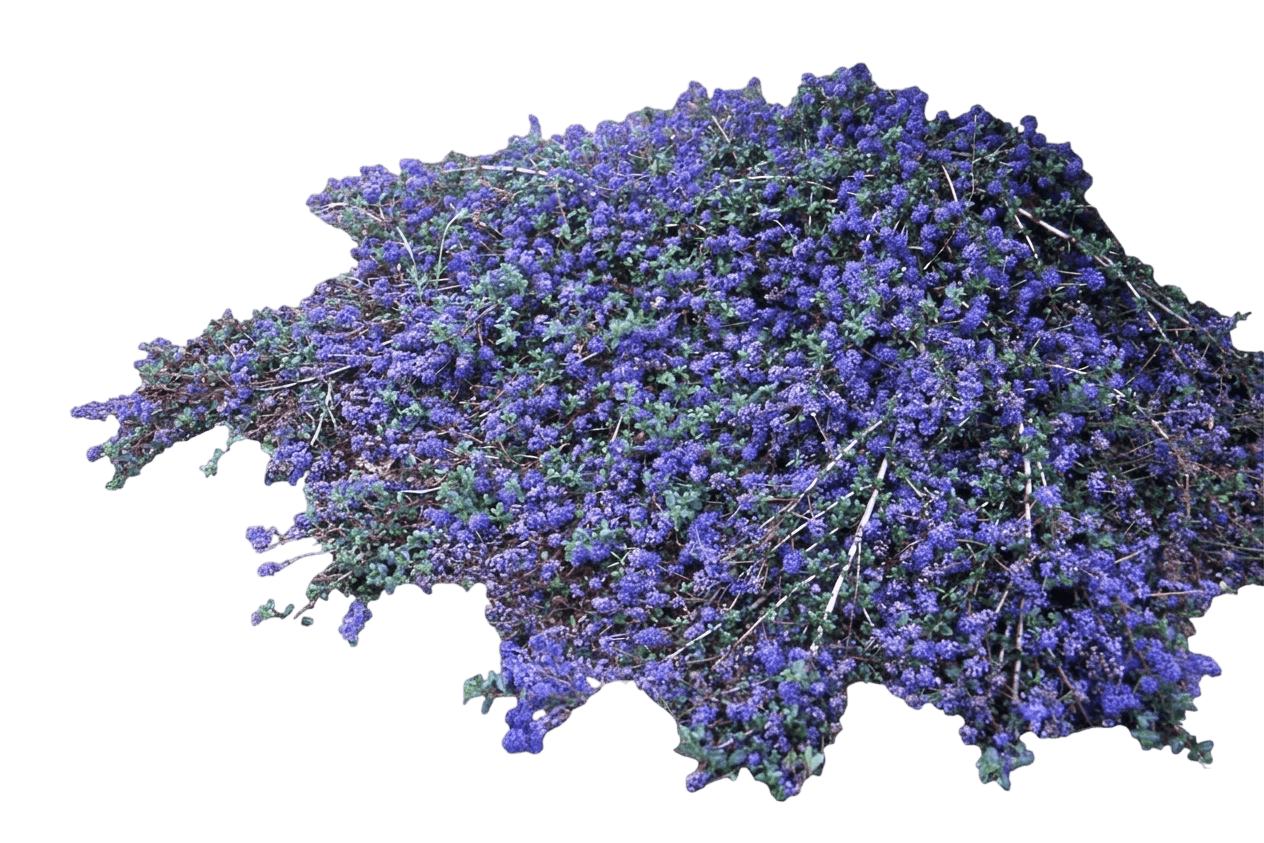 Centennial ceanothus (Ceanothus 'Centennial') - Groundcovers
