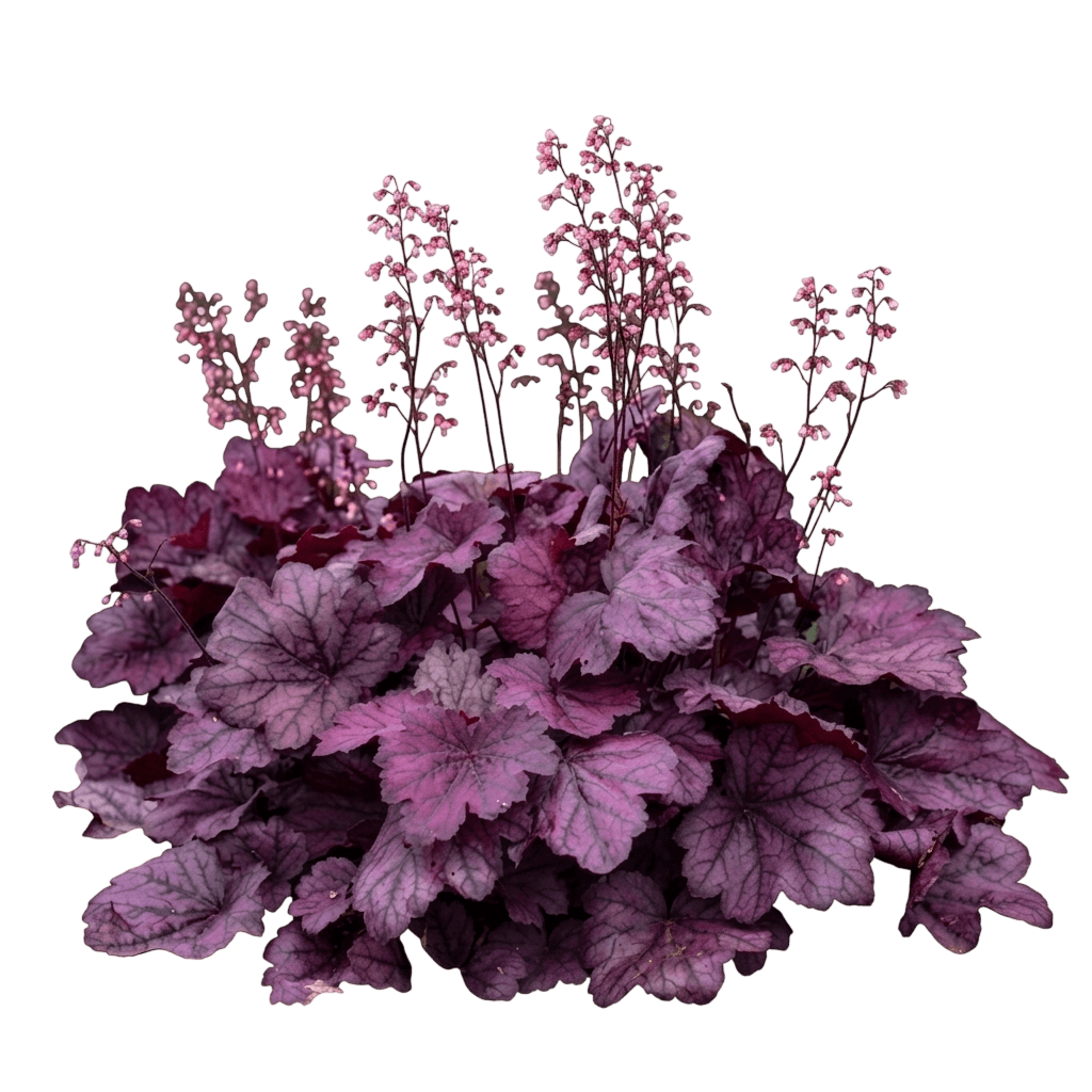Zipper Coral Bells (Heuchera 'Zipper') - Perennials