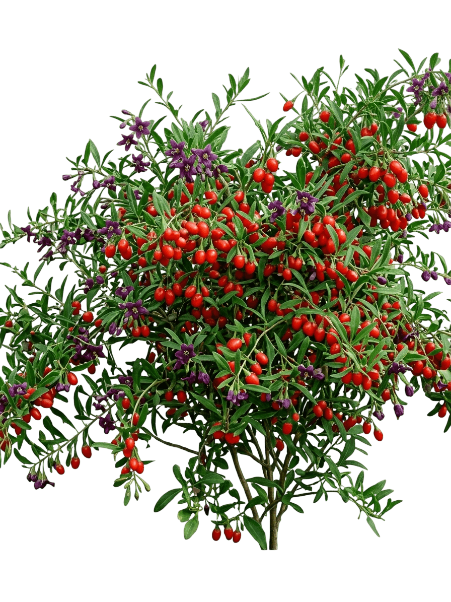 Goji Berry, Firecracker (Lycium Barbarum 'Firecracker') - Ground Layers