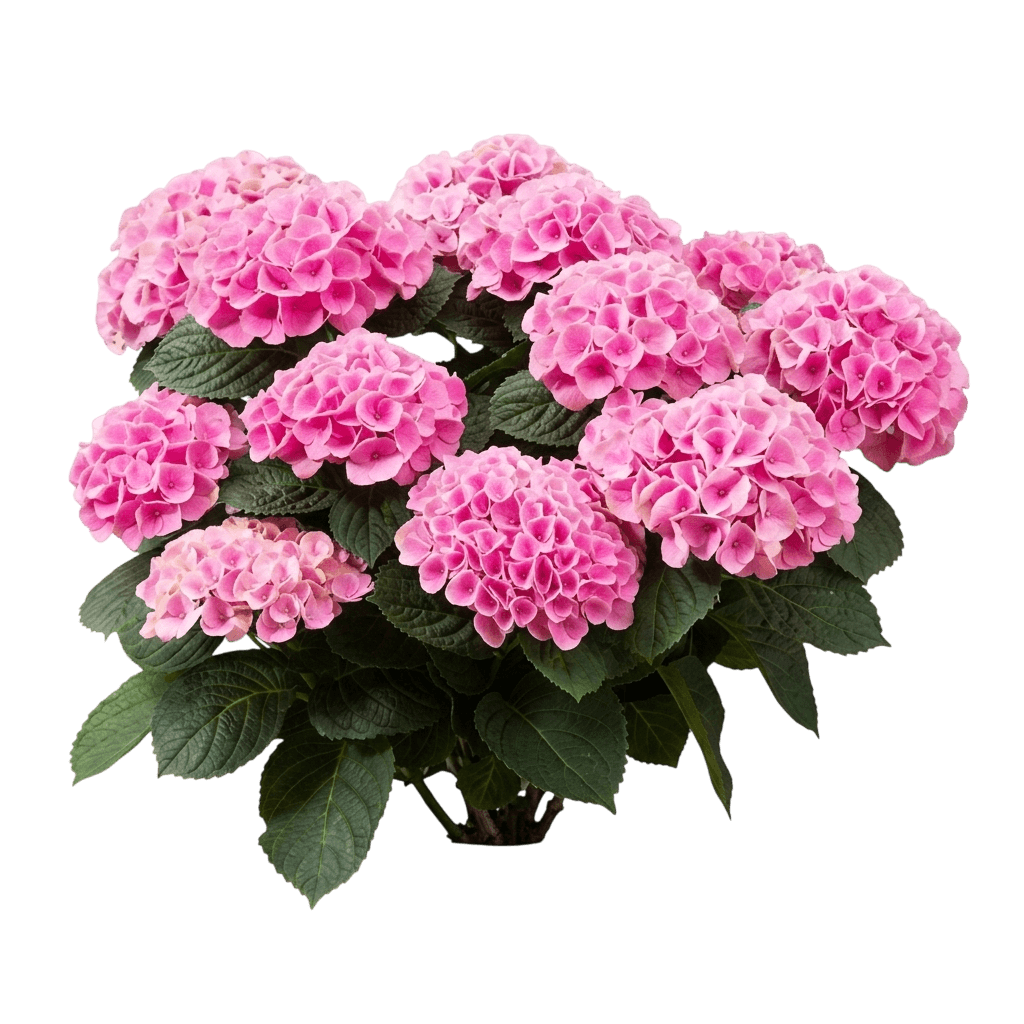 Elizabeth Ashley Hydrangea (Hydrangea Macrophylla 'Hokomarore') - Ground Layers