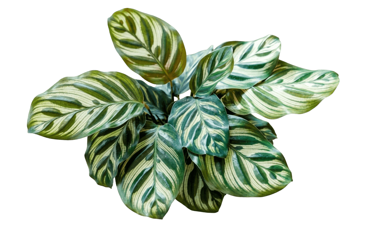 Peacock Plant (Goeppertia Makoyana) - Indoor Plants