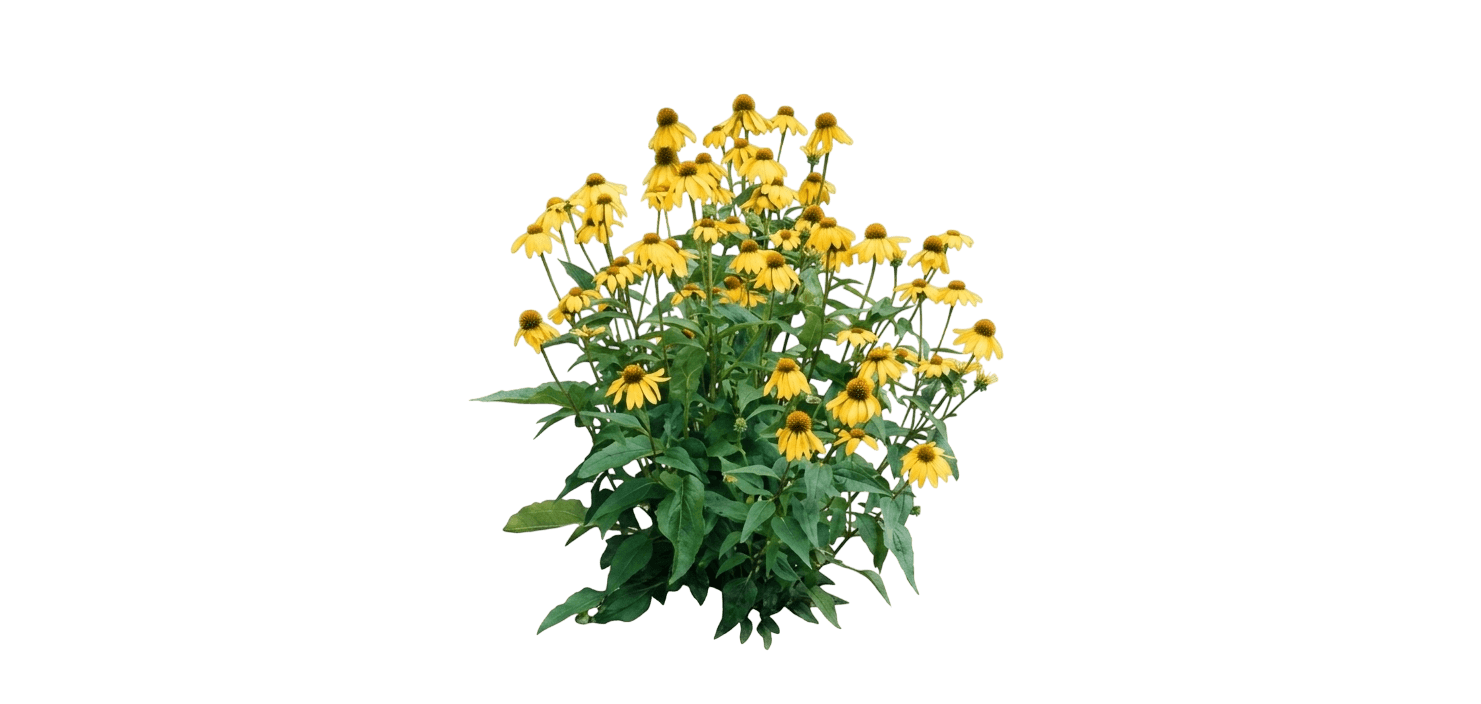 Kismet Yellow Coneflower (Echinacea × 'Tnechky') - Perennials