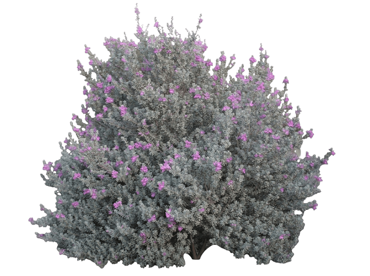 San Antonio Rose Texas sage (Leucophyllum Frutescens 'San Antonio Rose') - Ground Layers
