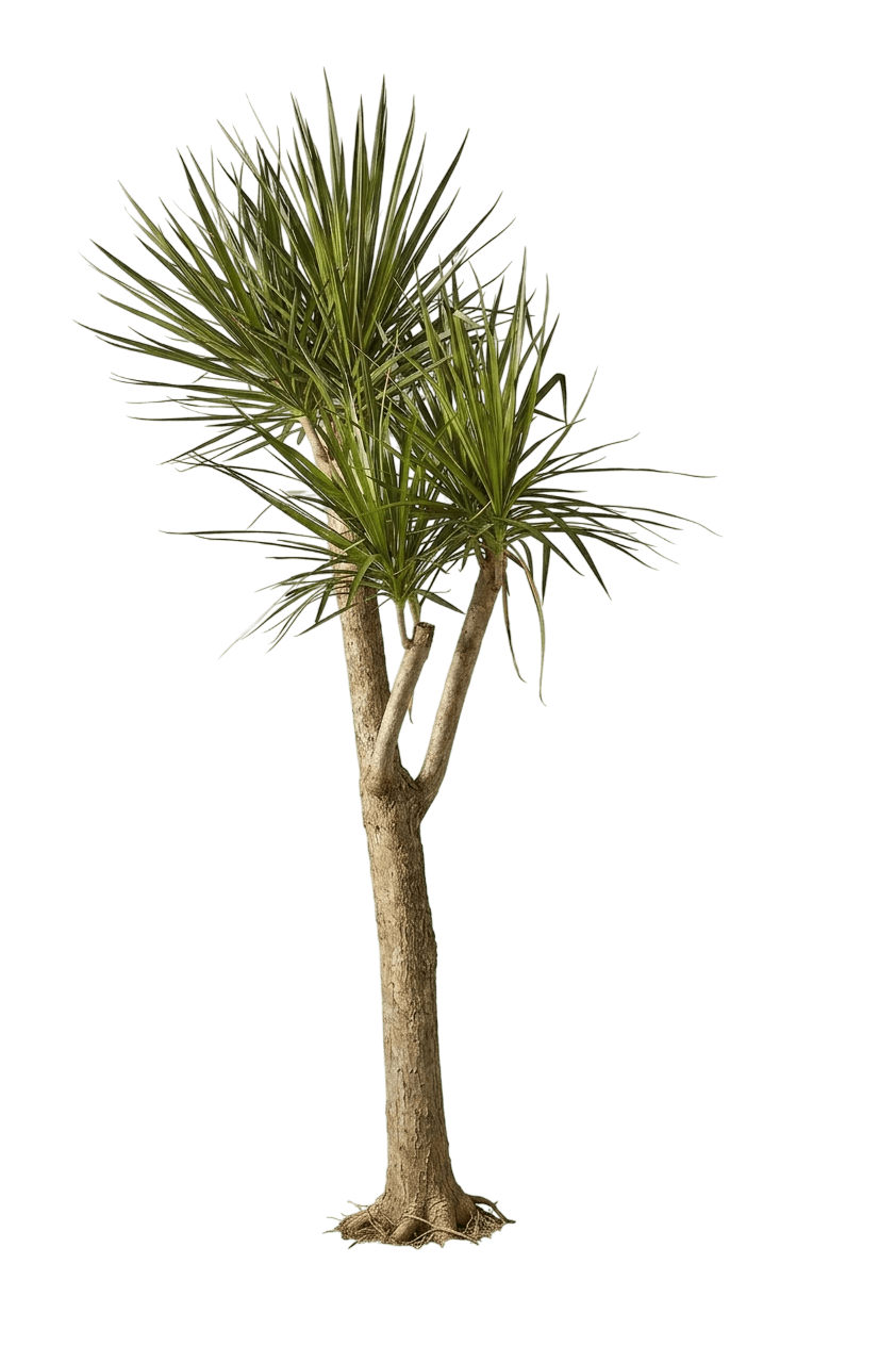 Dragon Tree (Dracaena Marginata) - Succulents