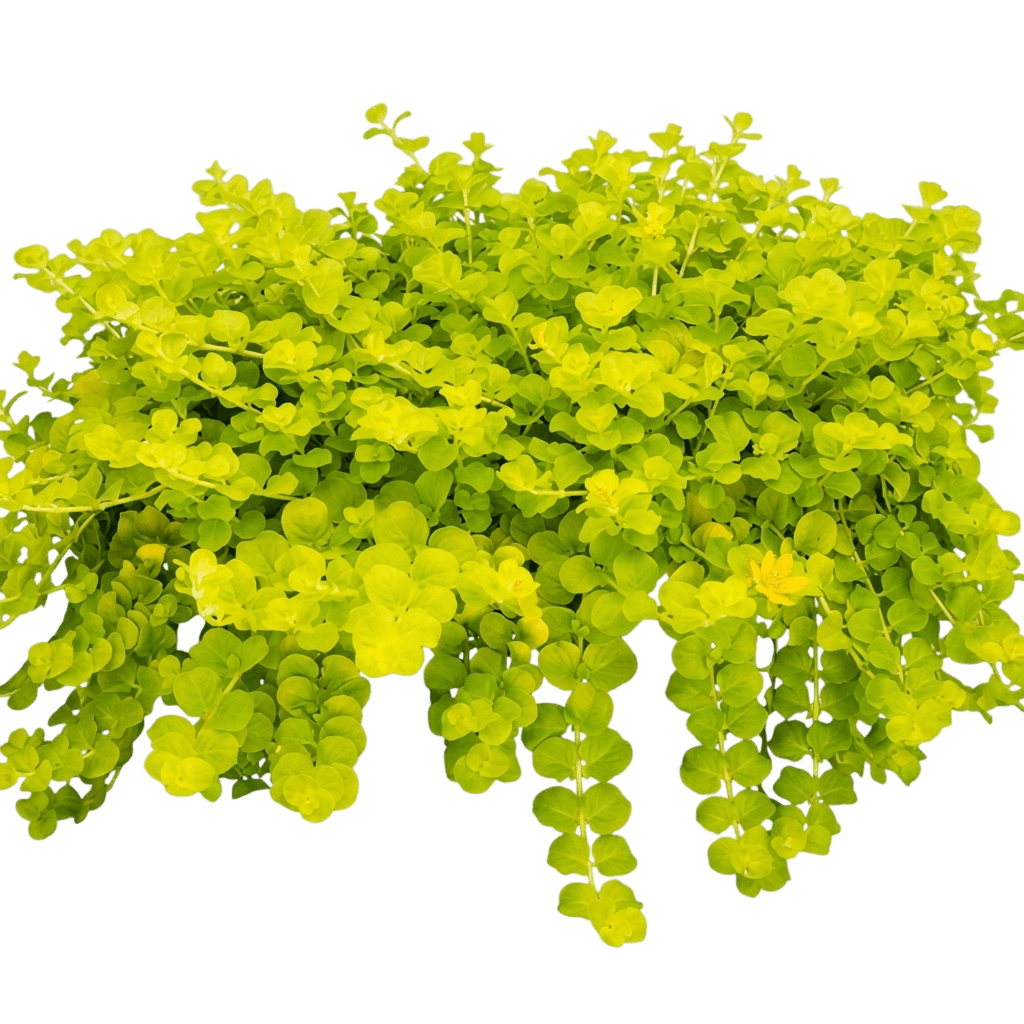 Goldi Lysimachia (Creeping Jenny) (Lysimachia Nummularia 'Goldii') - Ground Layers