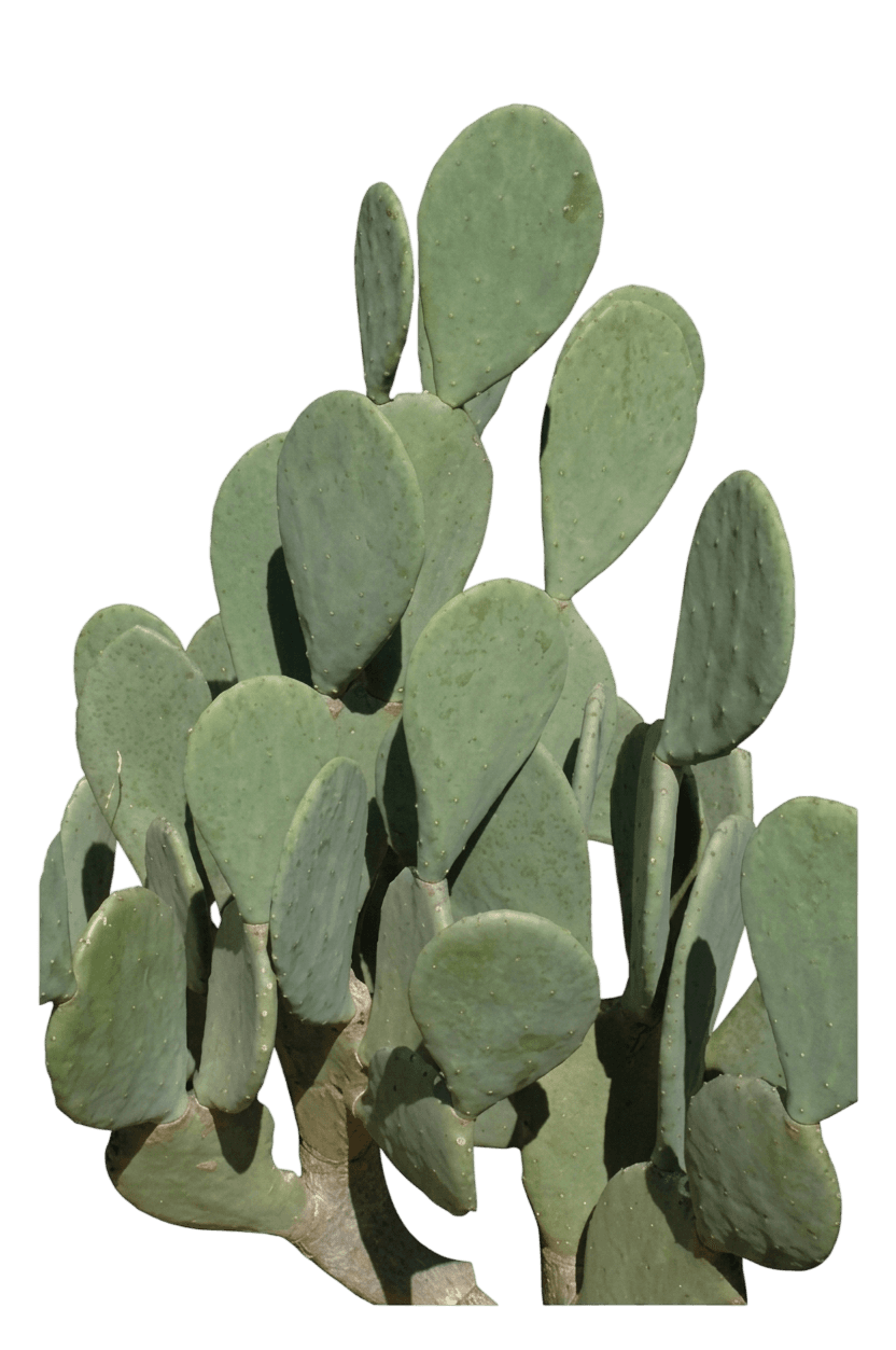 Ellisiana spineless prickly pear (Opuntia Engelmannii Var. Cacanapa Var. Cacanapa 'Ellisiana') - Succulents