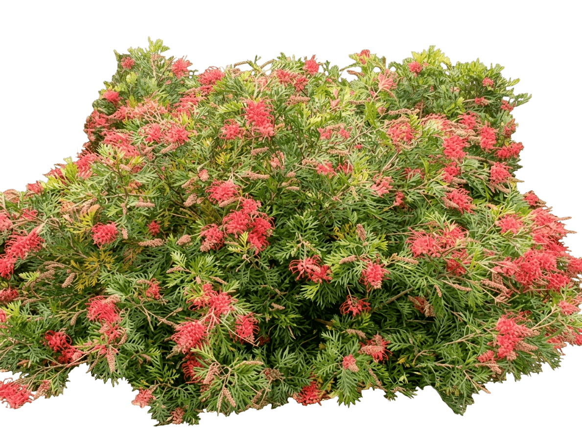 Robyn Gordon (Grevillea 'Robyn Gordon') - Ground Layers