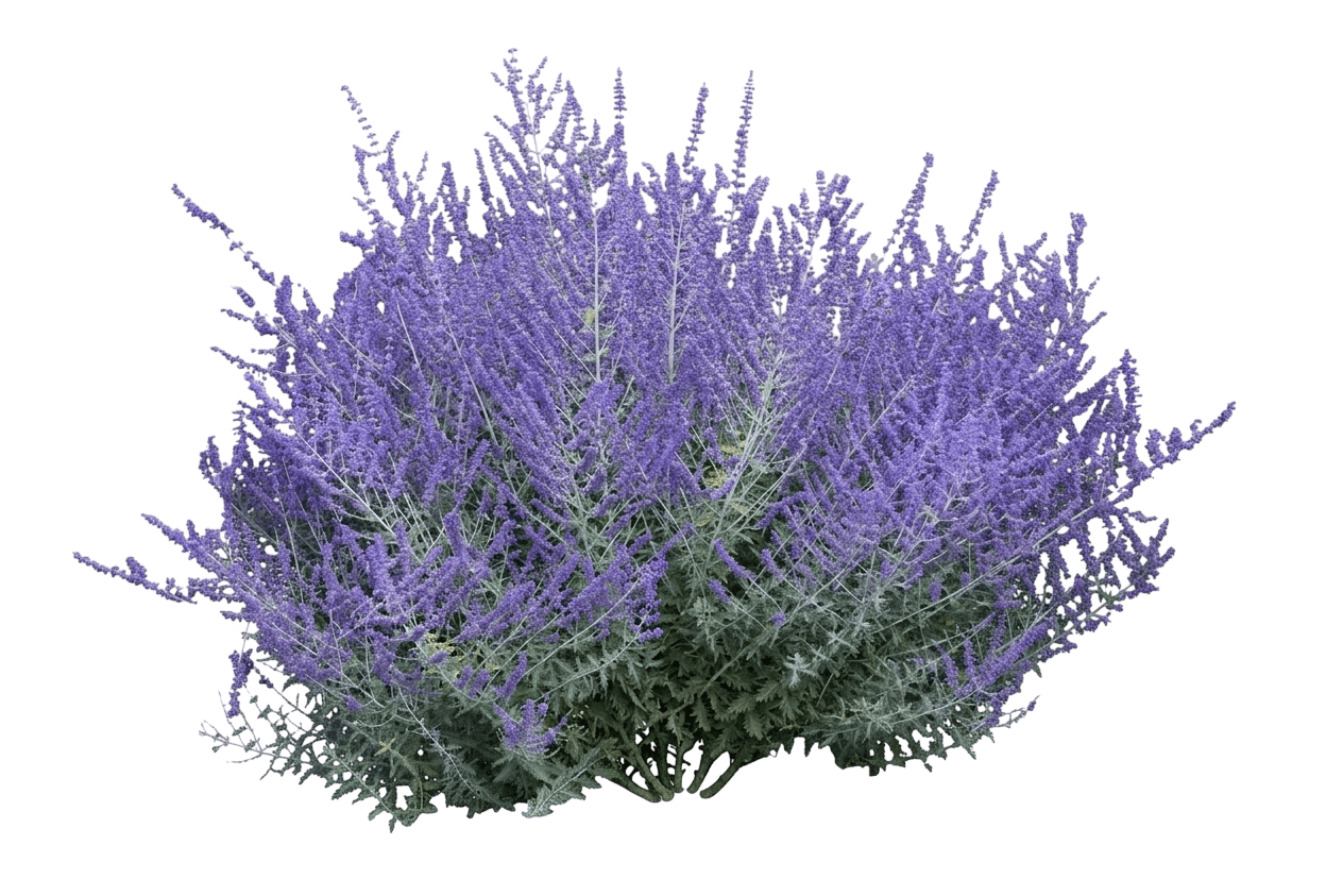 Blue Jean Baby Russian Sage (Salvia Yangii Var. Yangii 'Blue Jean Baby') - Perennials
