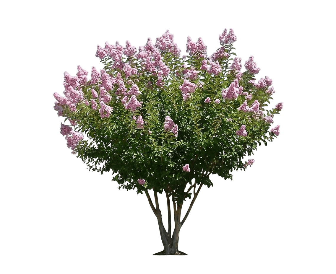 Twilight Magic Crape Myrtle (Lagerstroemia Hybrid 'Piilag-Viii') - Ground Layers