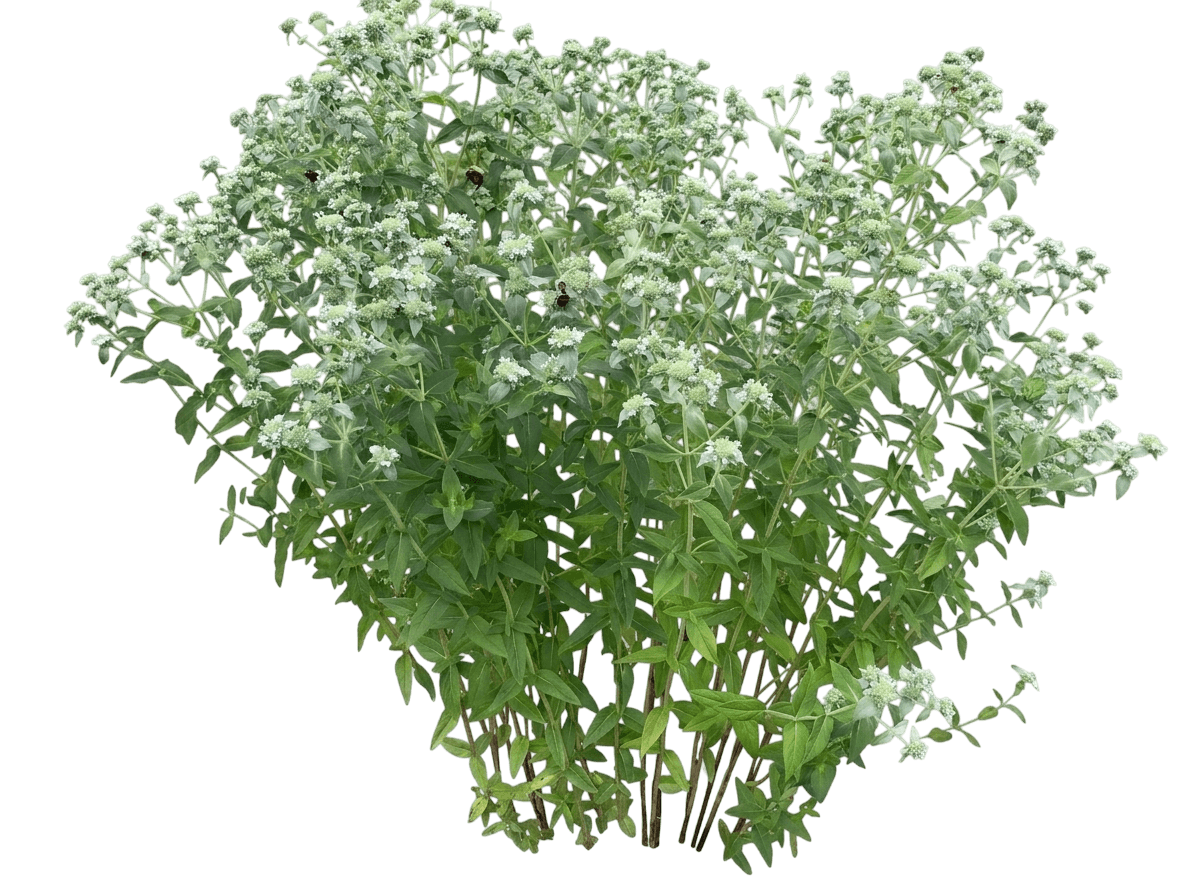 Smokey Mountain Mint (Pycnanthemum × Incanum Var. X Incanum 'Smokey Mountain Mint') - Perennials
