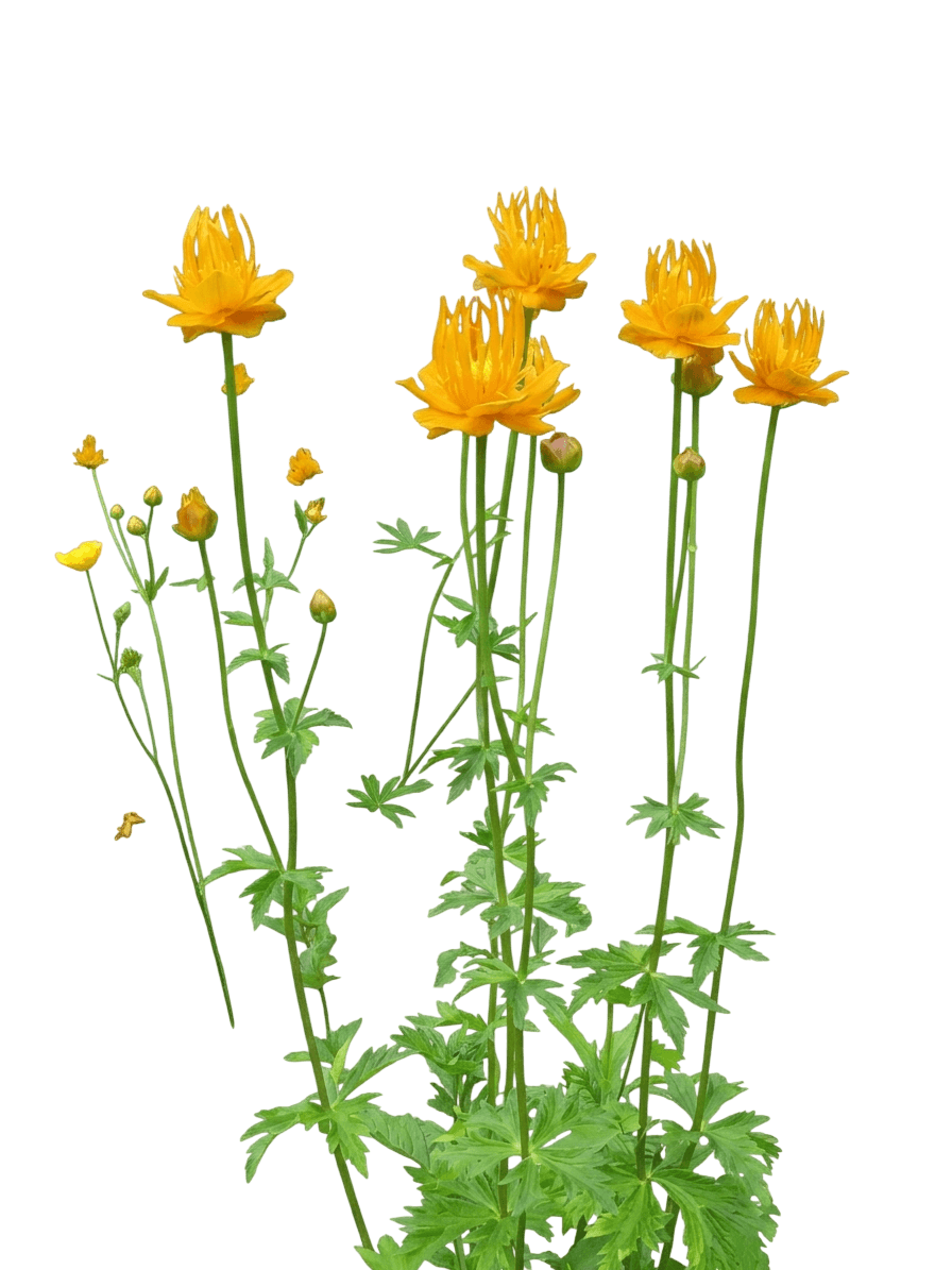 Globeflower 'Golden Queen' (Trollius Chinensis) - Perennials