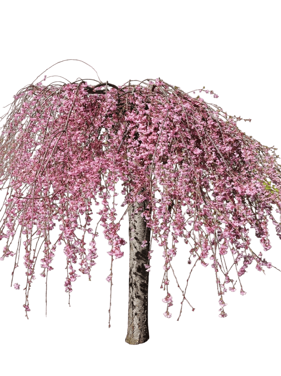 Pink Cascade® Weeping Cherry Standard (Prunus Pink Cascade 'Ncph1') - Flowering Trees