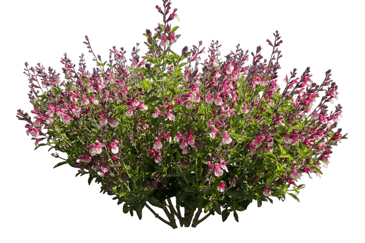 Salgoon Lake Blueberry Salvia (Salvia 'Tl1016') - Perennials