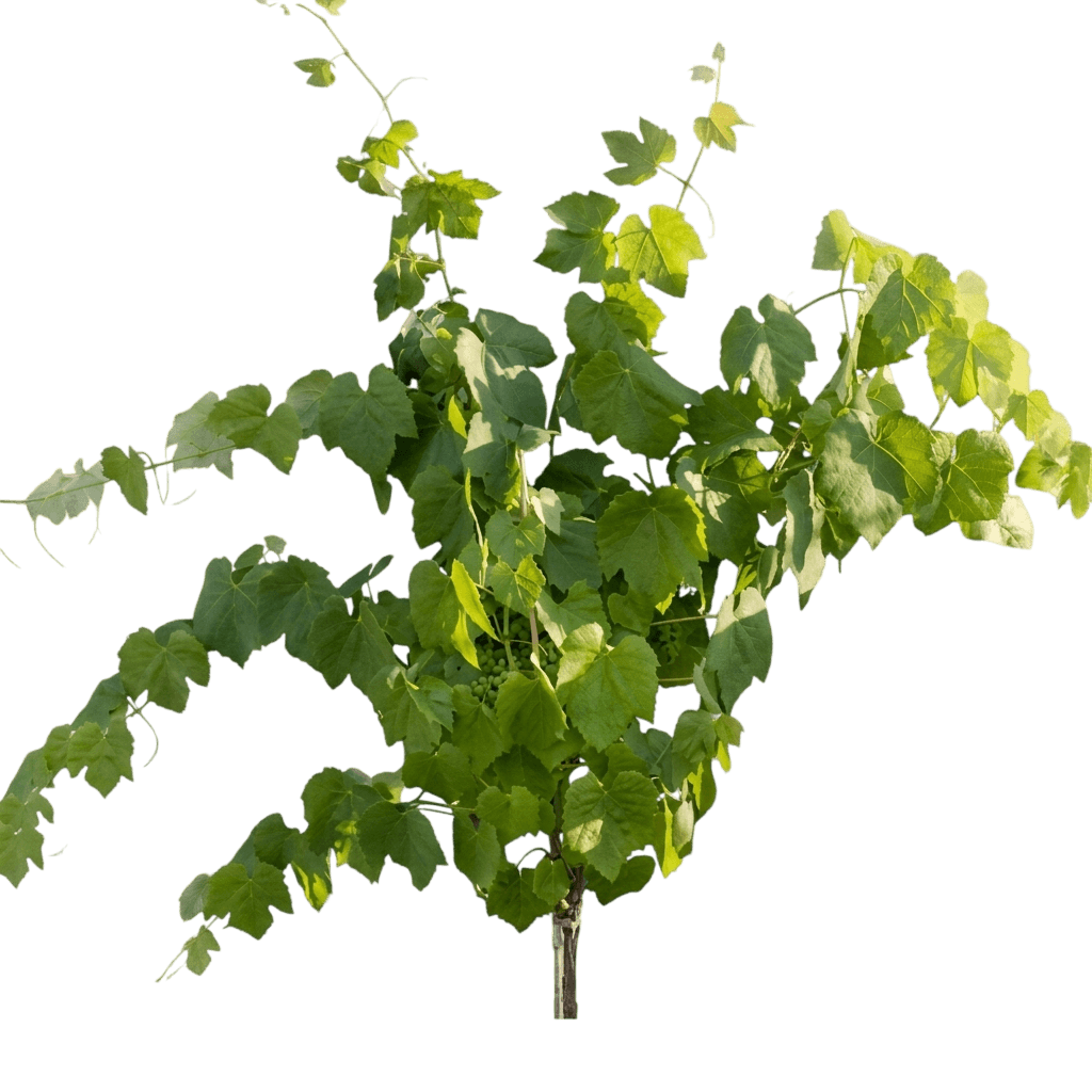 Himrod White Seedless Grape Vine (Vitis Labrusca 'Himrod') - Fruit Trees