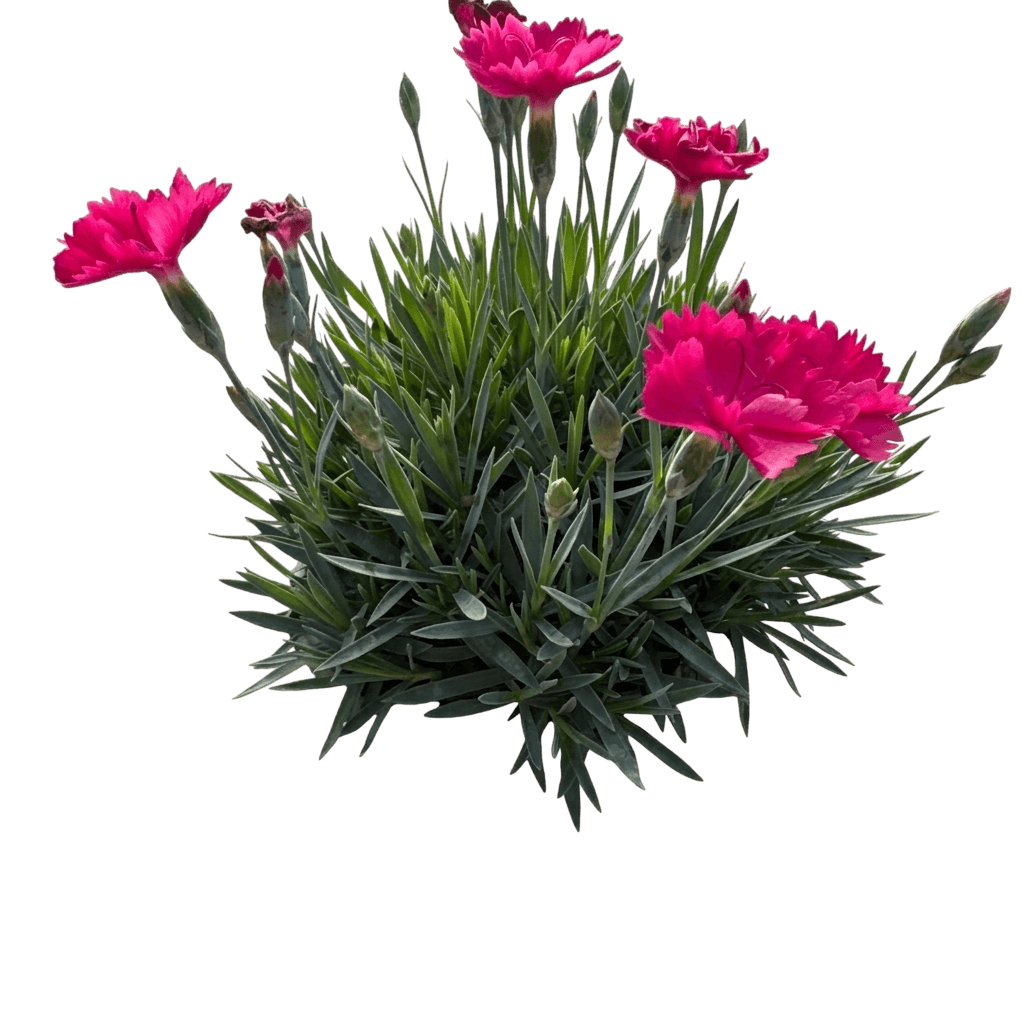 Paint The Town Magenta Dianthus (Dianthus X Pp29,222 Var. X 'Paint The Town Magenta') - Perennials
