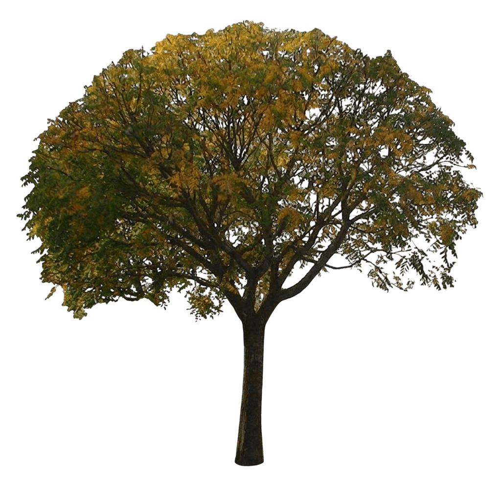 Summerburst™ Golden Rain Tree (Koelreuteria Paniculata Var. Paniculata 'Summerburst') - Flowering Trees