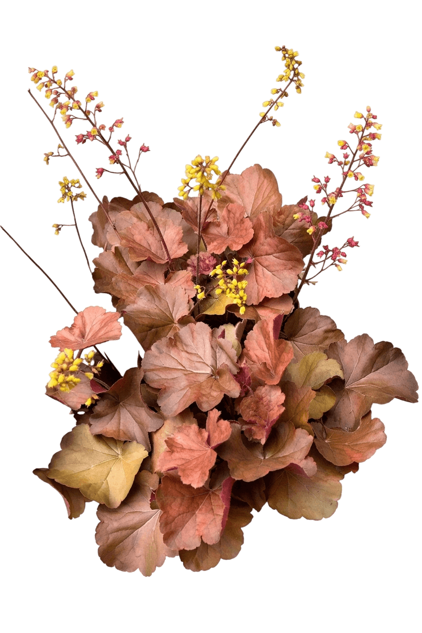 Sirens' Song Orange Delight Coral Bells (Heuchera 'Tnheussod') - Perennials