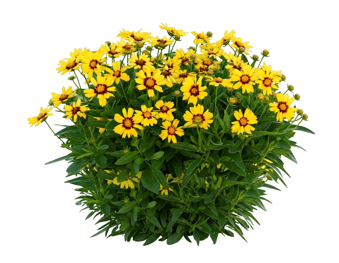 Uptick™ Yellow & Red Tickseed (Coreopsis X Uptick Yellow & Red 'Baluptowed') - Perennials