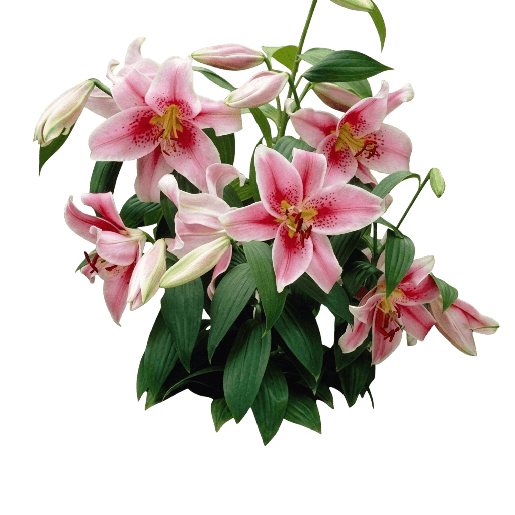 Lily, Oriental, Mona Lisa (Lilium Orientalis 'Mona Lisa') - Perennials