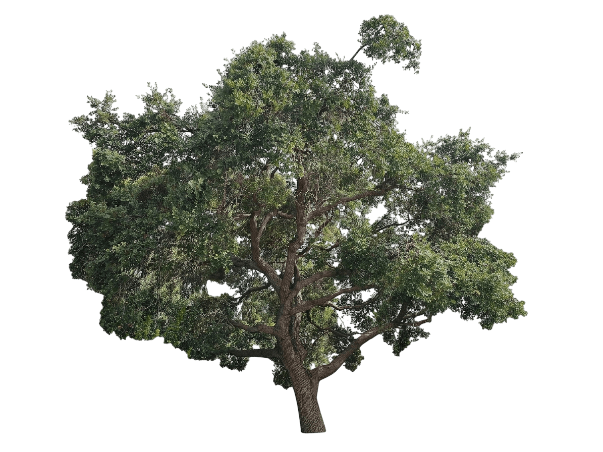 mesa oak (Quercus Engelmannii) - Shade trees