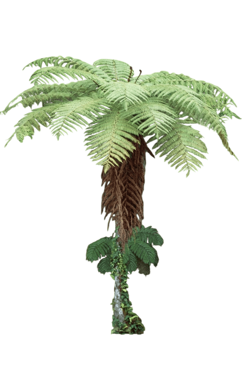 Tree Fern (Alsophila Latebrosa) - Perennials