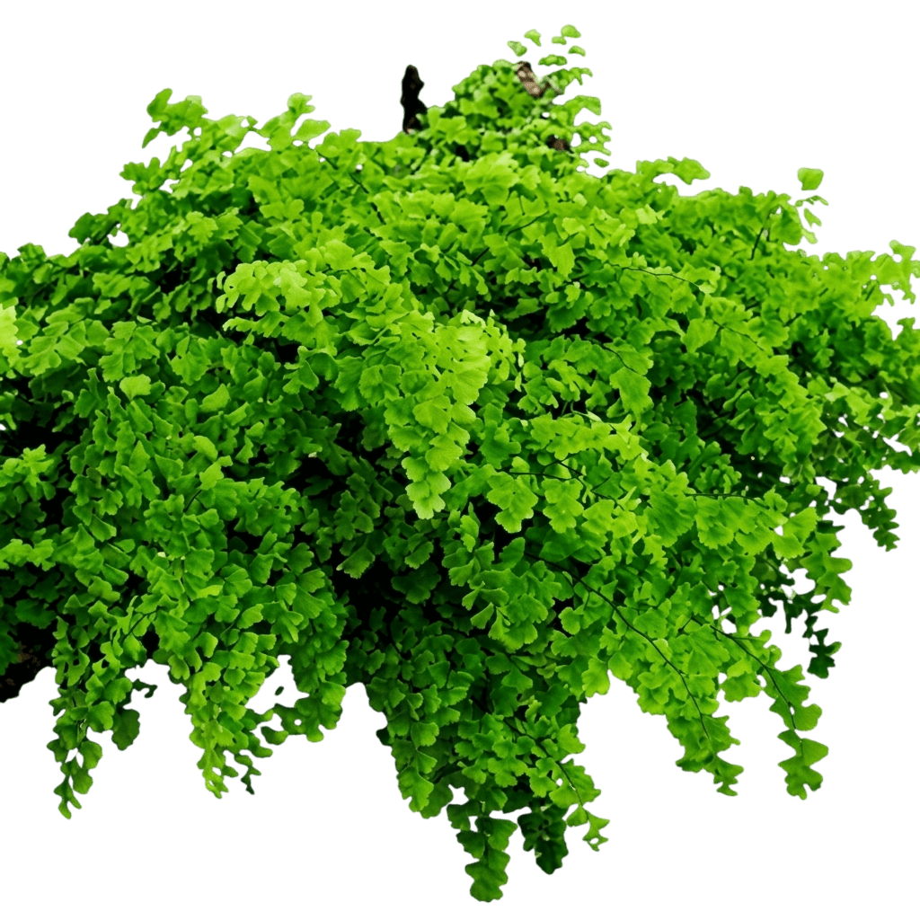 Southern Maidenhair Fern (Adiantum Capillus-Veneris) - Perennials