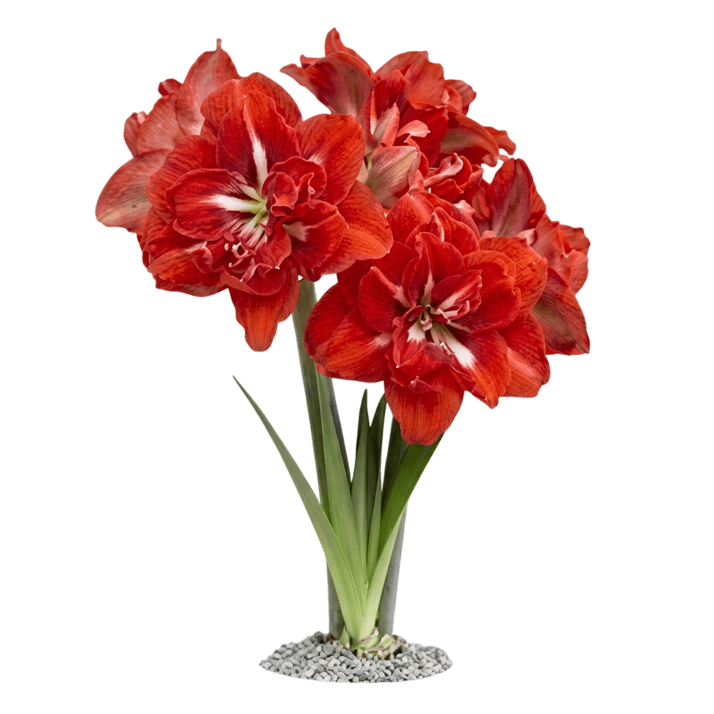 Charming' Amaryllis Kit (Hippeastrum) - Indoor Plants